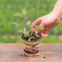 Sage – Tricolor – 4″ Pot